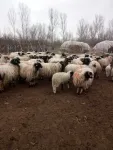 vand oi, capre si vaci - Miniatura 3