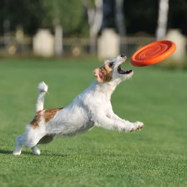 Frisbee pentru caini Pitch Dog - Imaginea 1