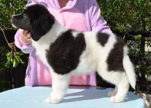 Pui Catel Landseer - Imaginea 2