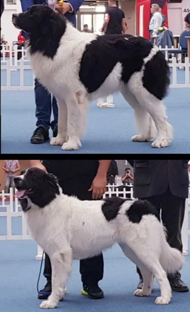 Pui Catel Landseer - Imaginea 3