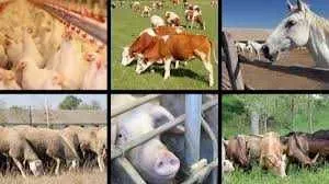 Ingrijitori ferma de animale Irlanda/ 1900 euro - Imaginea 1