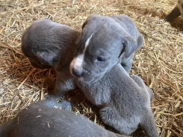cane corso si dog argentinian - Imaginea 1