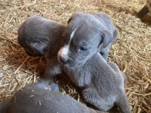 cane corso si dog argentinian