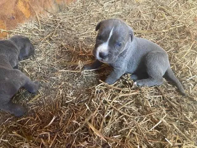 cane corso si dog argentinian - Imaginea 4
