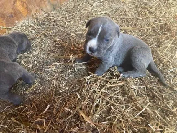 cane corso si dog argentinian - Imaginea 4