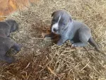 cane corso si dog argentinian - Miniatura 4