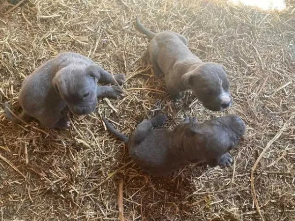 cane corso si dog argentinian - Imaginea 6