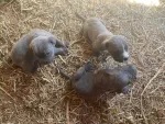 cane corso si dog argentinian - Miniatura 6
