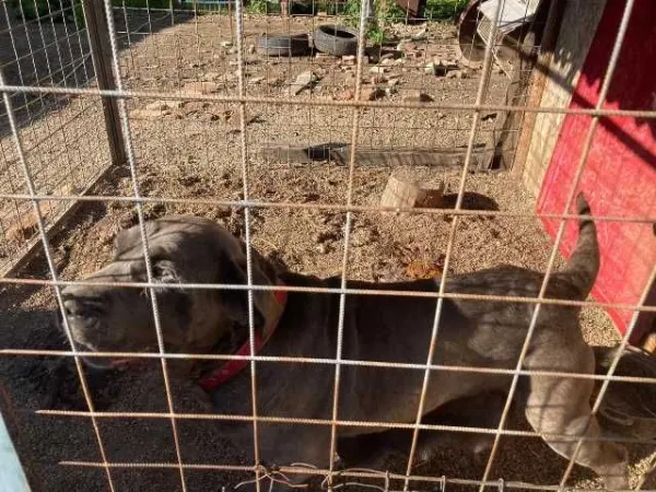 cane corso si dog argentinian - Imaginea 7