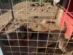 cane corso si dog argentinian - Miniatura 7