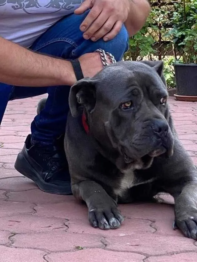 cane corso si dog argentinian - Imaginea 8