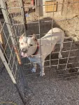 cane corso si dog argentinian - Miniatura 9