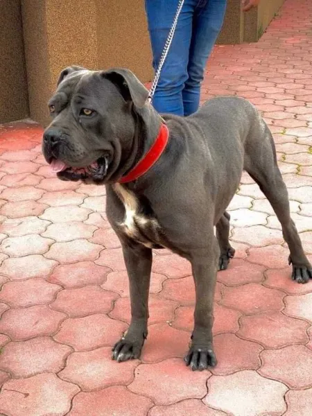 cane corso si dog argentinian - Imaginea 10