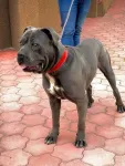 cane corso si dog argentinian - Miniatura 10