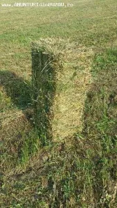 Baloti de lucerna 2020 Buzau 1 RON PER KG