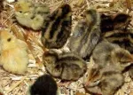 Vindem pui de prepelita, oua si carne de prepelita - Miniatura 2