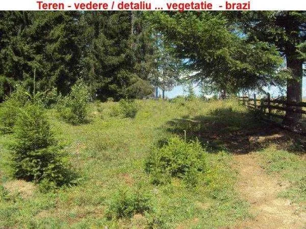 Vatra Dornei - Neagra Sarului - teren 6500 mp - Imaginea 2