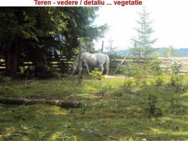 Vatra Dornei - Neagra Sarului - teren 6500 mp - Imaginea 8