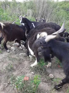 Vand capre cu iezi lor din acest an