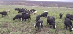 Vand capre cu iezi lor din acest an - Miniatura 2