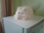 Pisica Persana - Miniatura 2