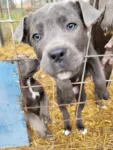 Catei Cane corso de vanzare - Miniatura 1