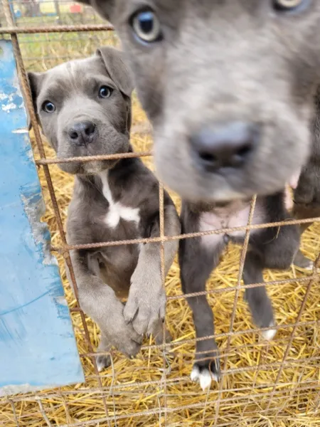 Catei Cane corso de vanzare - Imaginea 2