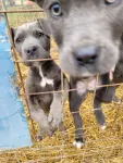 Catei Cane corso de vanzare - Miniatura 2