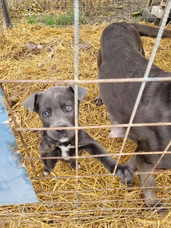 Catei Cane corso de vanzare - Imaginea 3