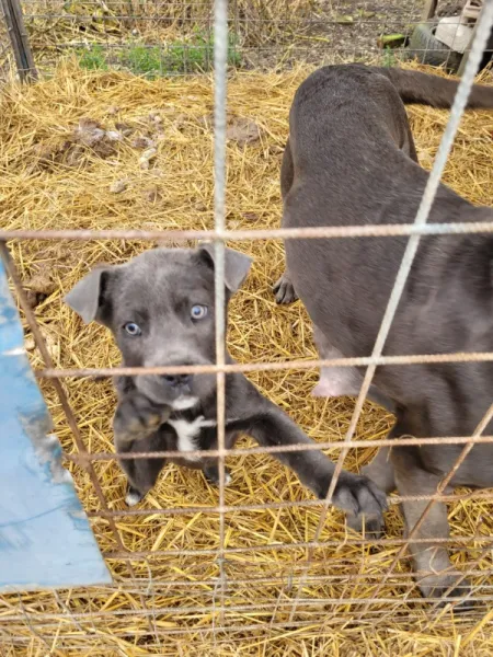Catei Cane corso de vanzare - Imaginea 3