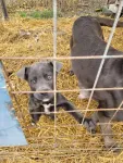 Catei Cane corso de vanzare - Miniatura 3