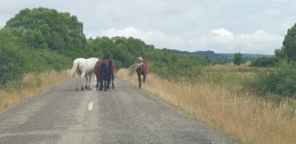 Proprietar vand 1 x parcela teren intravilan de 2. 084 m2 la Vizma - Secas, Timis - Imaginea 10
