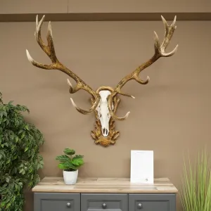 Avem tot felul de Taxidermie si piele de animale disponibile spre vanzare in magazinul nostru. .