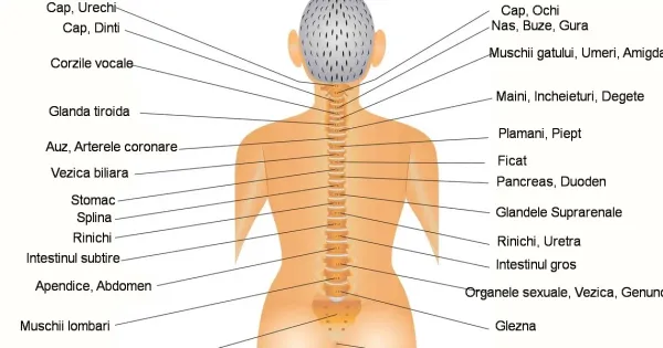 Placa anatomicа Sadhu. - Imaginea 6