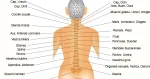 Placa anatomicа Sadhu. - Miniatura 6