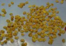 Seminte Goji Lycium Barbarum si Lycium Barbarum NQ - Imaginea 1