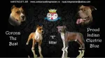 Femela Amstaff cu pedigree - Miniatura 1