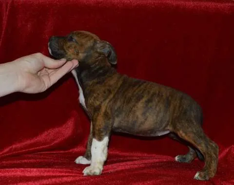 Femela Amstaff cu pedigree - Imaginea 2