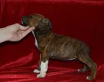 Femela Amstaff cu pedigree - Miniatura 2