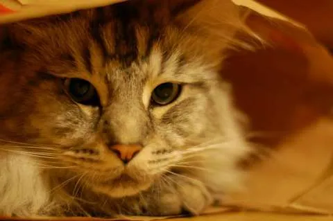 Caut stapan pentru pisica Main Coon - Imaginea 1