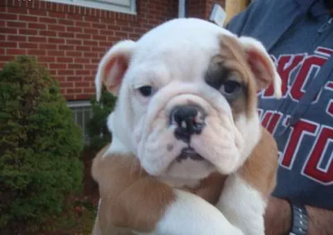 Disponibil sÄƒnÄƒtoÅŸi pui Bulldog Englez - Imaginea 1