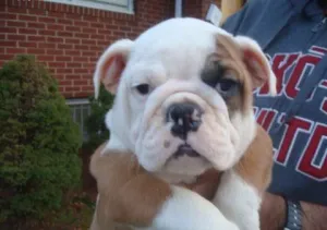 Disponibil sÄƒnÄƒtoÅŸi pui Bulldog Englez