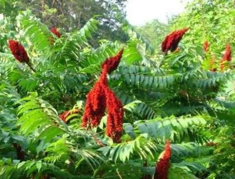 Gard viu- tuia, lemn cainesc, buxus, liliac- 100+ 50gratis - Imaginea 1