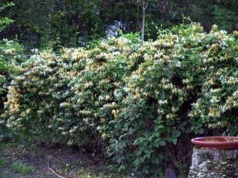 Gard viu- tuia, lemn cainesc, buxus, liliac- 100+ 50gratis - Imaginea 2