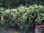 Gard viu- tuia, lemn cainesc, buxus, liliac- 100+ 50gratis - Miniatura 2