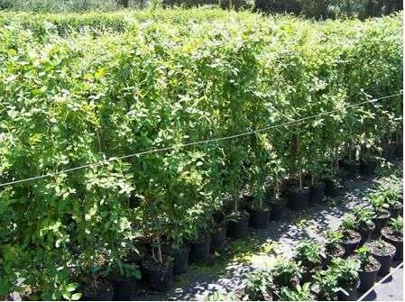 Gard viu- tuia, lemn cainesc, buxus, liliac- 100+ 50gratis - Imaginea 3