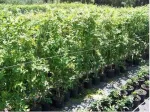 Gard viu- tuia, lemn cainesc, buxus, liliac- 100+ 50gratis - Miniatura 3