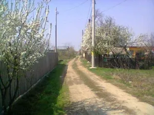 adunatii copaceni