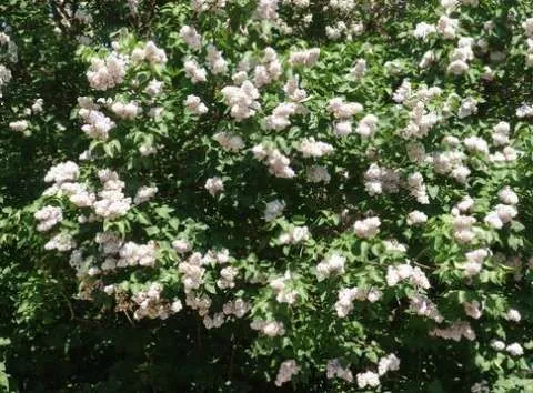 Gard viu- tuia, lemn cainesc, buxus, liliac- 100+ 50gratis - Imaginea 4