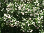 Gard viu- tuia, lemn cainesc, buxus, liliac- 100+ 50gratis - Miniatura 4